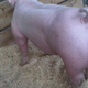 Illustration for article titled Piggy Poop Balls Has Been Doxxed (Photo NSFW Because Pig Has Giant Poop-Smeared Balls)